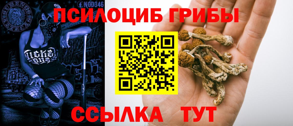 Пенза  Псилоцибиновые грибы прущие грибы  Вход с VPN  Псилоцибиновые грибы Psilocybine cubensis 